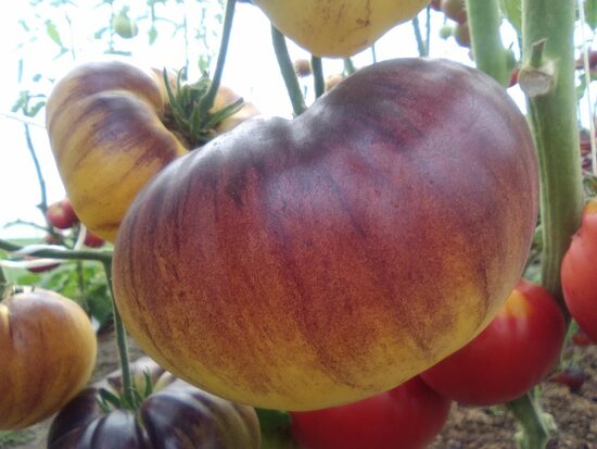 Отличный белый (Great White+P-20)